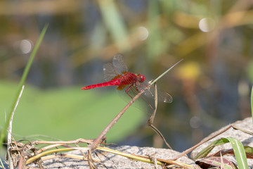 Scarlet Skimmer / Dragonfly