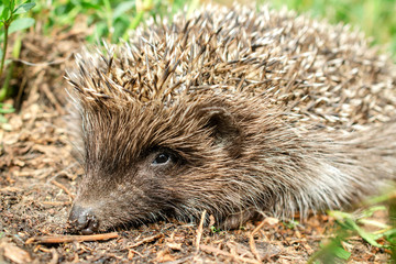Little cute young hedgehog (Erinaceus Europaeus) in natural conditions. In the grass outdoors. Portrait.