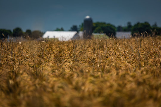 Wheat on Farm Ready for Harvest