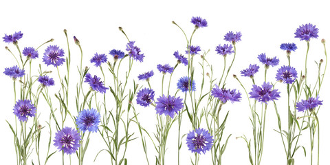 beautiful blue cornflowers isolated on white, can be used as background 