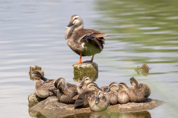 The baby birds of Grey duck in the Toneri park in Tokyo, Japan / Toneri park is a public park in Tokyo