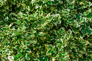 green juicy leaves as a summer background, landscape design