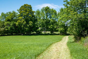 Fototapeta premium Farm path leads through a mowed field on a sunny day