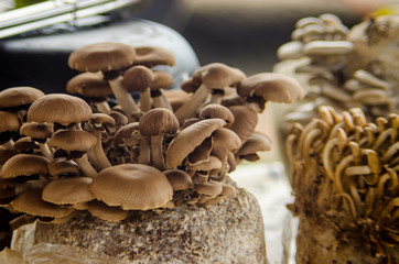 Mushrooms awaiting purchase at a farmers market