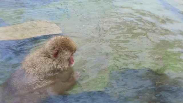 animals, nature and wildlife concept - japanese macaque or snow monkey in hot spring of jigokudani park