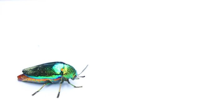 Thailand Jewel beetle or Metallic wood-boring beetle on white background.	