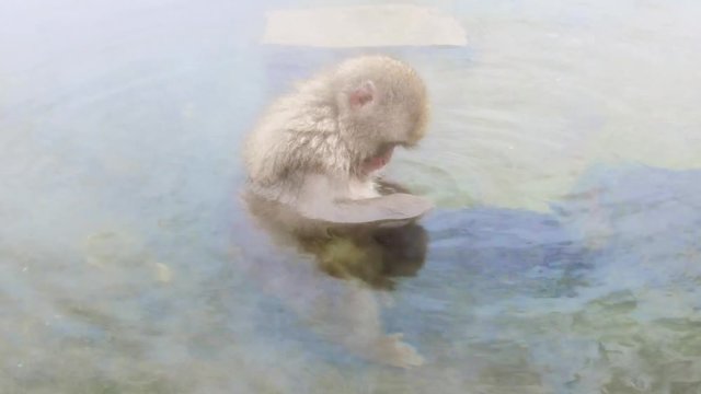 animals, nature and wildlife concept - japanese macaque or snow monkey in hot spring of jigokudani park