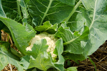 Naklejka premium Cauliflower awaits harvest at a small farm