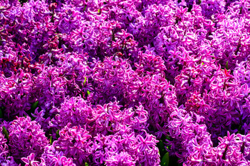 Beautiful blooming bright fresh hyacinth flowers in the garden o