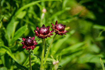 Three strawflowers await harvest in a cutting garden