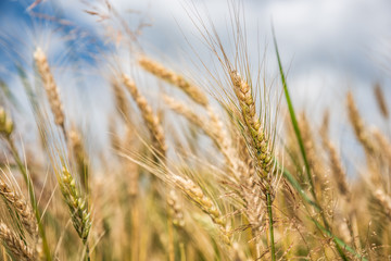 Kornähren im Frühsommer