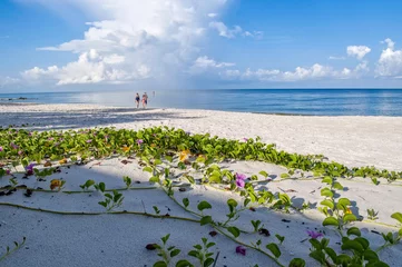 Fotobehang Morning Glory Flowers at Beach in Naples © Jennifer Brinkman