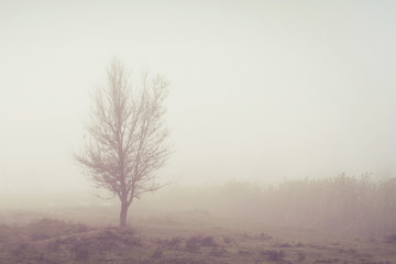 Tree in the Fog