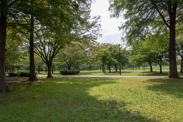 Fototapeta na wymiar Landscape of Toneri Park in Tokyo / Toneri park is a public park in Tokyo