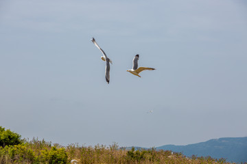 Seagulls in fly