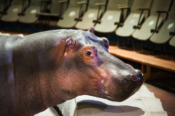 Hippopotamus in the circus