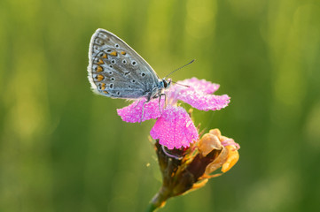 Beautiful Polyommatus icarus on the summer meadow. The side view of a blue butterfly. Insect with pattern wings.