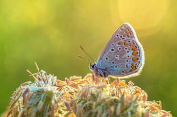Beautiful Polyommatus icarus on the summer meadow. The side view of a blue butterfly. Insect with pattern wings.
