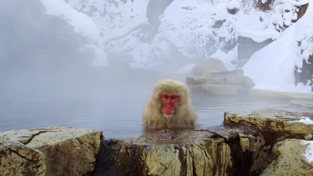 animals, nature and wildlife concept - japanese macaque or snow monkey in hot spring of jigokudani park
