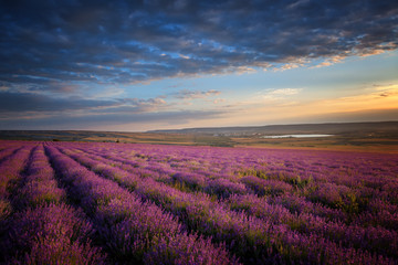 Naklejka na ściany i meble A large lavender field at sunset