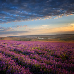 Plakat Lavender field under a blue sky with clouds
