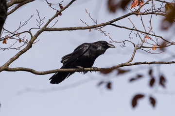 Black raven sits on a tree branch