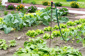 Garten mit verschiedenen Gemüsepflanzen