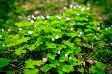 Spring in the Russian forest, the first white flowers Oxalis, green background, cones, soft-focus, blur, moire.