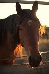 Portrait of a brown horse closeup