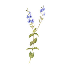 Obraz premium watercolor drawing flower of bird's-eye speedwell