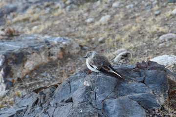 Birds of Tibet. A small bird with a grey-white plumage at an altitude of about 5000 meters above sea level