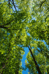 Obraz premium beautiful forest landscape in the morning