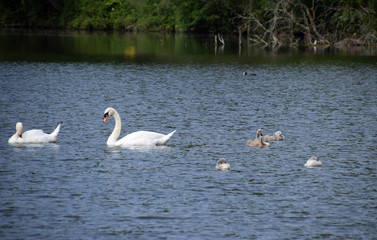 Naklejka na ściany i meble view over a lake with mute swans and cygnets, mute swan family on a lake in bavaria in june
