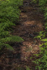 Small creek near Bradlecka Lhota village