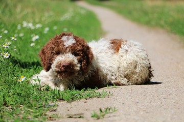 beautiful small italian waterdog puppy is lying on a small way in the garden