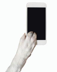 Close-up of dog paw touching the screen of a phone with copy space and isolated. Dog breed is...