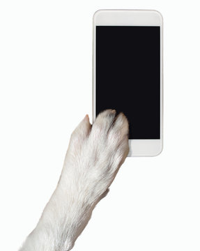 Close-up Of Dog Paw Touching The Screen Of A Phone With Copy Space And Isolated. Dog Breed Is Border Collie