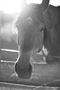 Portrait of a horse in bw photo