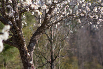 Fototapeta premium Blossom trees spring