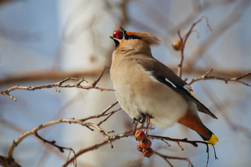 Waxwing bird eating rowanberry, while sitting on a rowan tree  branch