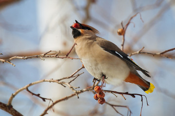 Waxwing bird eating rowanberry, while sitting on a rowan tree  branch