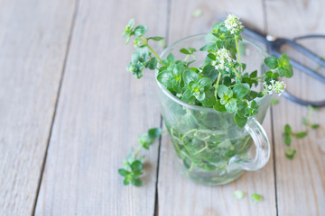 Thyme in glass