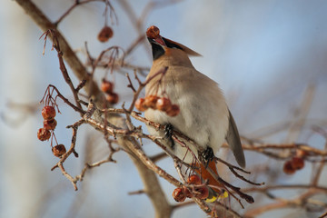 Waxwing bird eating rowanberry, while sitting on a rowan tree  branch