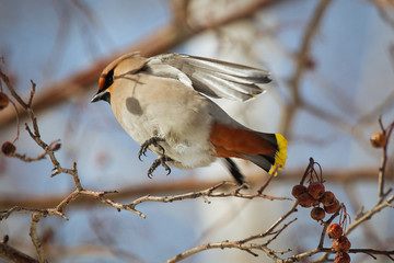 Waxwing bird jumping over rowantree branch