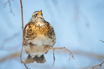 Fieldfare sitting on a branch of  rowan tree