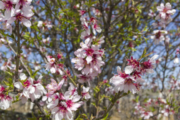 Flowers of almonds, close-up.