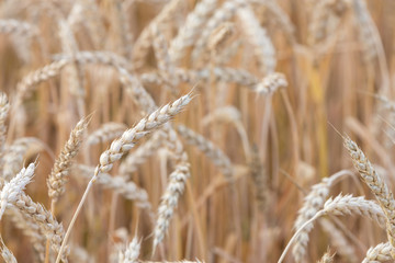 Fototapeta premium ripening grain of ears in the field