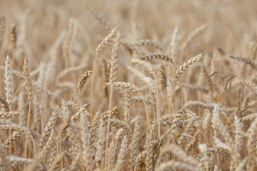 ripening grain of ears in the field