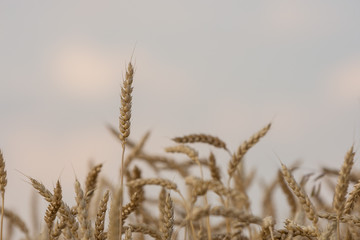 Fototapeta premium ripening grain of ears in the field