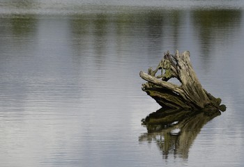 closeup of a tree stump sticking out of the water